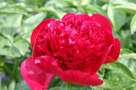 Red Charm Parkland Peonies