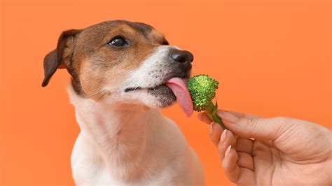 Can Dogs Eat Broccoli Our Great Vet Weighs In