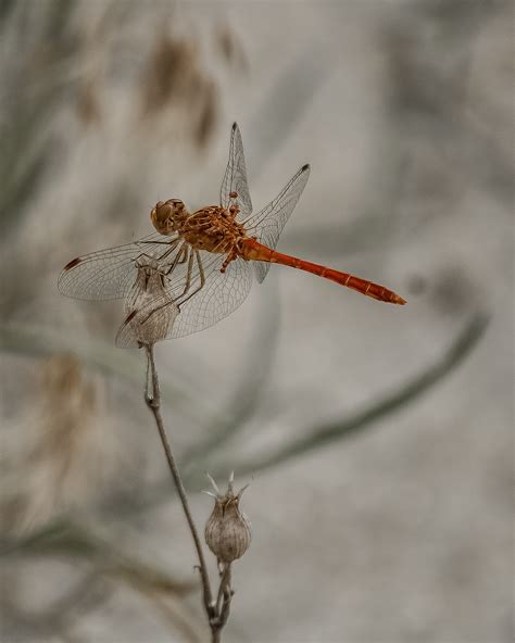 Free Images Insect Dragonfly Dragonflies And Damseflies