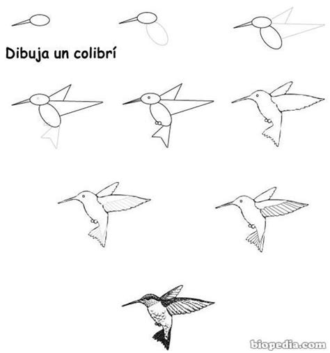 Top 101 Cómo Dibujar Un Colibrí Fácilmente Ginformatemx