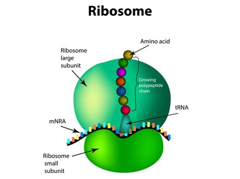 Ribosomes — Lesson Science Cbse Class 9