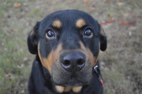 Rottweiler And Pitbull Mix Puppies Trainer The Trainer Course