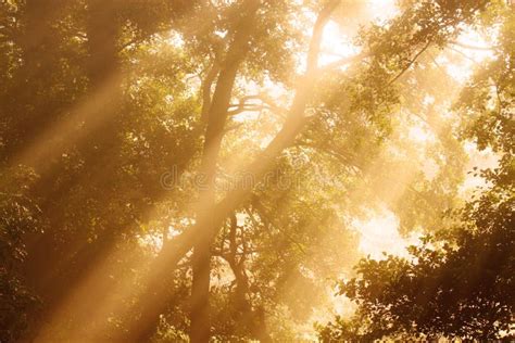 Sunlight Through Trees Stock Image Image Of Rays Leaves 14248995