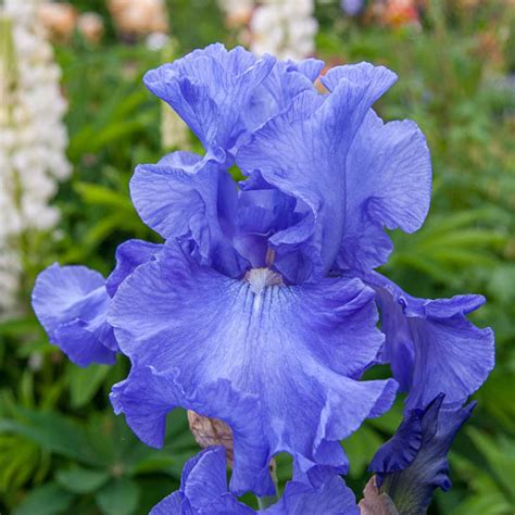 Elegance In Blue Bearded Iris Irises For Sale Brecks
