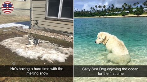 Hilarious Dog Snapchats That Are Impawsible Not To Laugh