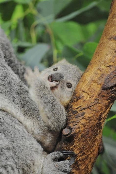 Zooborns — Koala Joey Ready For His Close Up Riverbanks Zoo