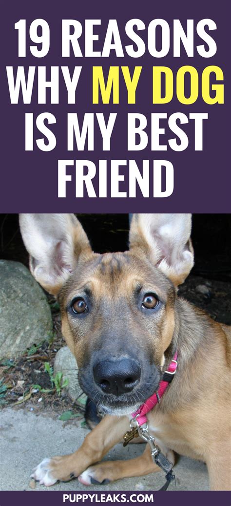 19 Reasons Why My Dog Is My Best Friend Puppy Leaks