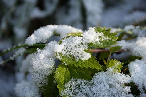 Free Images Nature Branch Blossom Cold Winter Plant Leaf