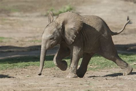 Baby Elephant Is As Cute As Its Name Is Unpronounceable Grist