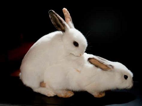 At It Like Rabbits Bizarre Animal Sex In Pictures New Scientist