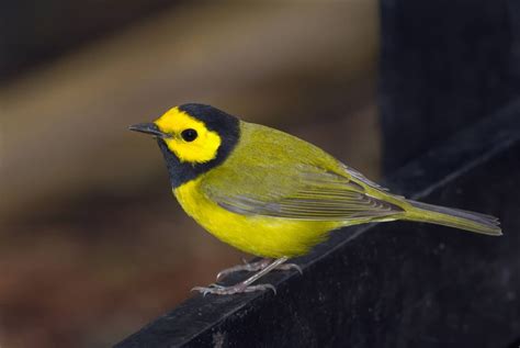 Birds In Tennessee 26 Species To Look For In The Volunteer State