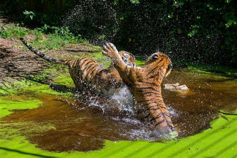 Premium Photo Tigers Play Fighting In Watertwo Wild Adult Male Bengal
