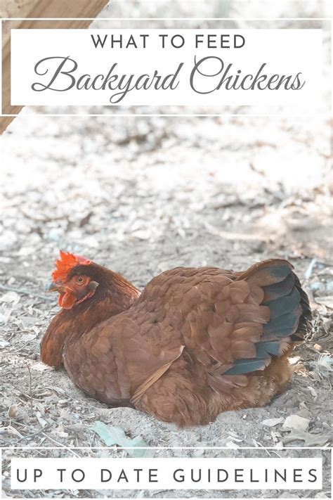 What To Feed Your Backyard Chickens Natural Living
