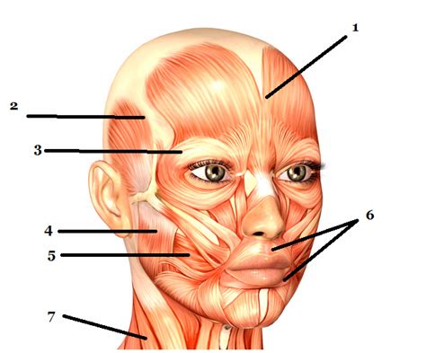 Label Major Muscles Of Face And Head