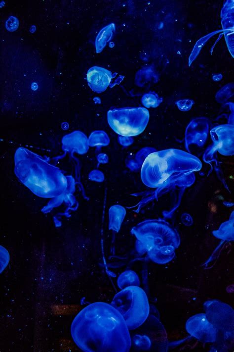 Marine Life · Pexels Jellyfish Photography Nature Photography