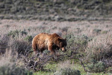 Grand Teton Grizzly Bears Are Emerging From Hibernation The National
