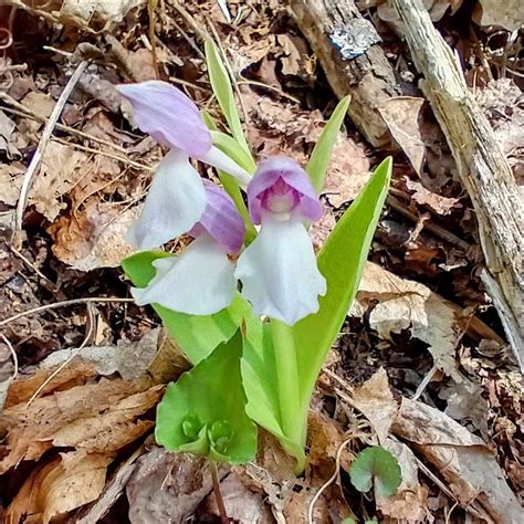 Showy Orchis Galearis Spectabilis Western Carolina Botanical Club