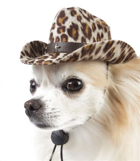 Cowboy Hats For Dogs Gw Little
