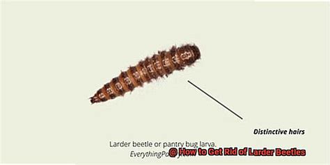 How To Get Rid Of Larder Beetles Lightning Pest Control