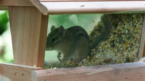 How To Identify Chipmunk Holes And Burrows Holes In Your Yard Or Garden