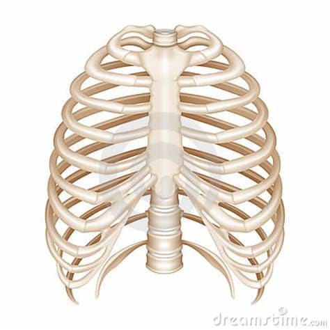 Under the rib cage, we have a host of other organs including the gallbladder, bile ducts, pancreas, right kidney, colon (right colic flexure and first part of the transverse colon), stomach (end portion), duodenum and a portion of the rest of the small intestine. Rib Cage Royalty Free Stock Photography - Image: 13250227