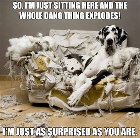30 Of The Best Big Dog Memes Funny Dog Captions Best Big Dogs Funny