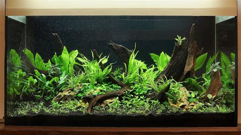 Step By Step Aquascape Tutorial With Easy Low Tech Plants Youtube