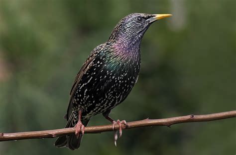 The european starling is a species of starling known by the scientific name sturnus vulgaris. The European Starling: Facts, Photos & More | Terminix