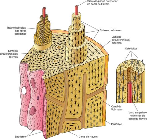 Tecido ósseo Anatomia Papel E Caneta