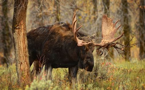 Moose Animals Wallpapers Hd Desktop And Mobile Backgrounds