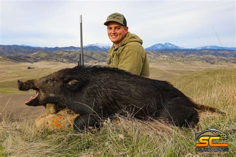 Page 26 Northern California Wild Pig Hunting With Sc2 Outdoors