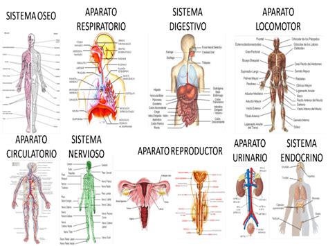 7 Ideas De Aparatos Del Cuerpo Humano Aparatos Del Cuerpo Humano Cuerpo