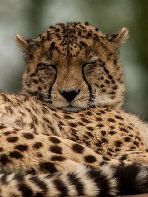 Sleepy Cheetah 🐆 Majestic Animals Sleeping Animals Cute Wild Animals