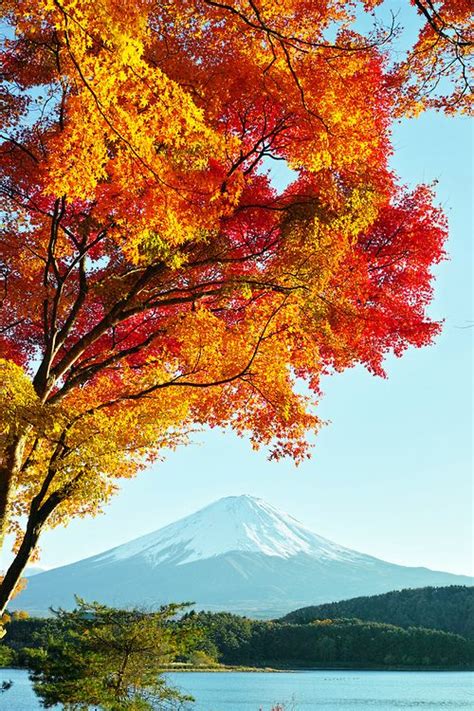 Mt Fuji And Autumn Leaves 3 By Nipomen2 Fall Foliage Autumn Leaves