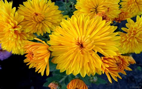 Yellow Chrysanthemum 6789