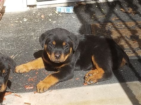 German rottweiler puppies for sale from rottweiler breeder dkv rottweilers. Rottweiler Puppies For Sale | Dallas, TX #289766 | Petzlover