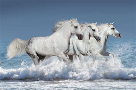 Horses In Water Stock Image Image Of Jump Blue Equine 65045795
