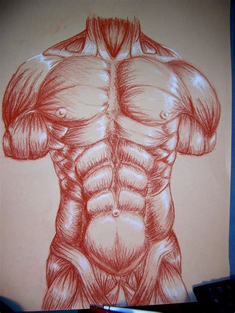 Muscle Drawing For College By ~camt On Deviantart Anatomie Images