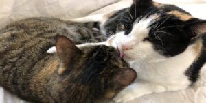 Why Do Cats Lick Each Other Ears My Pets Guide