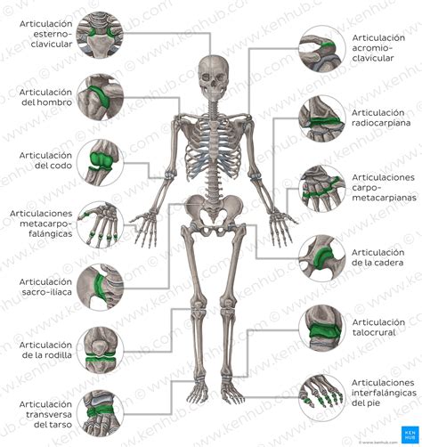 Articulaciones Articulaciones Del Cuerpo Humano Anatomia Humana My