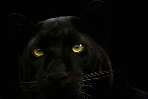 Pantherus Pardus Negrigensis By Florence Merlote On 500px