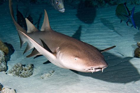 The Deadliest And Most Dangerous Shark Species
