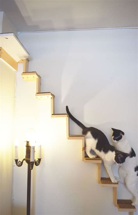 cat climbing stairs on wall lukasbragato