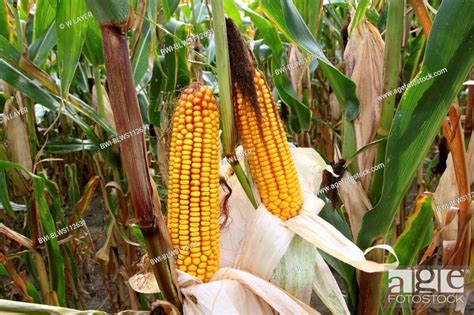 Indian Corn Maize Zea Mays Infructescenses Corn Cop Germany Stock