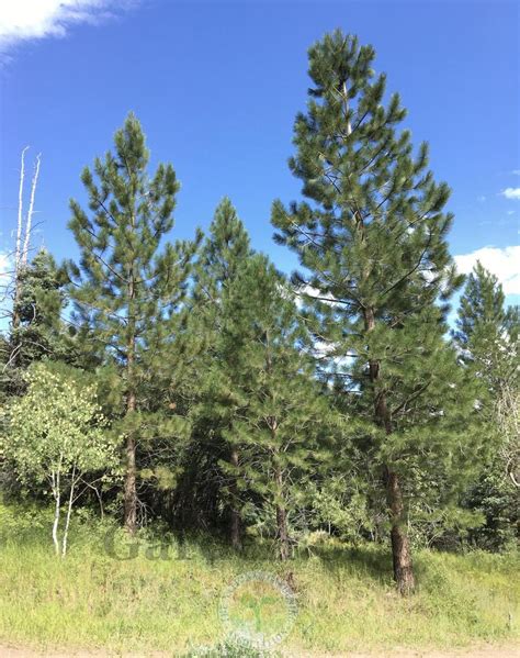 Photo Of The Habitat View Of Rocky Mountain Ponderosa Pine Pinus