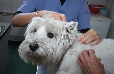 Westie Skin Problems Causes And How To Treat Them