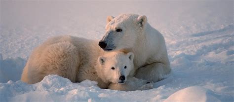 In Search Of Polar Bears Amazing Adventures Travel