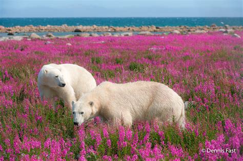 Interview Playful Photos Of Polar Bears Frolicking In Flower Fields