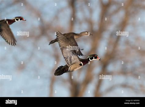 Wood Ducks In The Winter In Minnesota Stock Photo Alamy