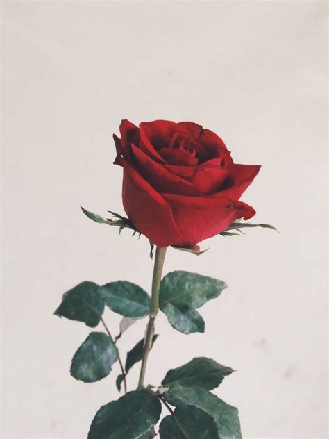 Roses background tumblr qygjxz eletragesi dark red roses tumblr dimension : Pin on R E D